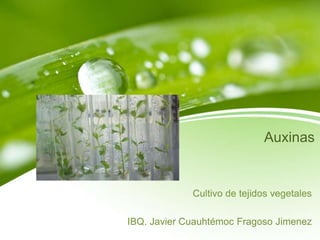 Auxinas
Cultivo de tejidos vegetales
IBQ. Javier Cuauhtémoc Fragoso Jimenez
 