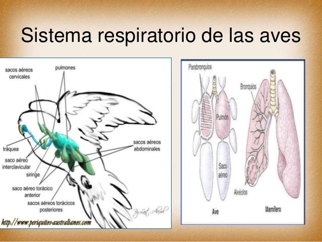 Подшипник aves 7
