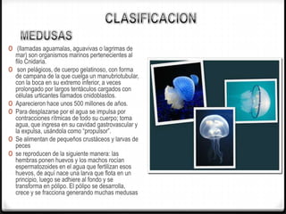 0 (llamadas aguamalas, aguavivas o lagrimas de
mar) son organismos marinos pertenecientes al
filo Cnidaria.
0 son pelágicos, de cuerpo gelatinoso, con forma
de campana de la que cuelga un manubriotubular,
con la boca en su extremo inferior, a veces
prolongado por largos tentáculos cargados con
células urticantes llamados cnidoblastos.
0 Aparecieron hace unos 500 millones de años.
0 Para desplazarse por el agua se impulsa por
contracciones rítmicas de todo su cuerpo; toma
agua, que ingresa en su cavidad gastrovascular y
la expulsa, usándola como “propulsor”.
0 Se alimentan de pequeños crustáceos y larvas de
peces
0 se reproducen de la siguiente manera: las
hembras ponen huevos y los machos rocían
espermatozoides en el agua que fertilizan esos
huevos, de aquí nace una larva que flota en un
principio, luego se adhiere al fondo y se
transforma en pólipo. El pólipo se desarrolla,
crece y se fracciona generando muchas medusas
 