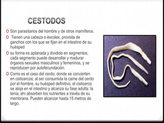 0 Son parasitarios del hombre y de otros mamíferos.
0 Tienen una cabeza o éscolex, provista de
ganchos con los que se fijan en el intestino de su
huésped
0 su forma es aplanada y dividida en segmentos;
cada segmento puede desarrollar y madurar
órganos sexuales masculinos y femeninos, y se
reproducen por autofecundación.
0 Como es el caso del cerdo, donde se convierten
en cisticercos; al ser consumida la carne del cerdo
por el hombre, su huésped definitivo, el cisticerco
se aloja en el intestino y alcanza su fase adulta: la
tenia; ahí absorben los nutrientes a través de su
membrana. Pueden alcanzar hasta 15 metros de
largo.
 