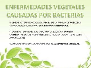•FUEGO BACTERIANO ATACA A ESPECIES DE LA FAMILIA DE ROSÁCEAS.
ES PRODUCIDA POR LA BACTERIA ERWINIA AMYLOVORA.
•TIZON BACTERIANO ES CAUSADO POR LA BACTERIA ERWINIA
CHRYSANTHEMI. LAS HOJAS PIERDEN SU PIGMENTACIÓN (SE VUELVEN
AMARILLOSAS)
•MANCHAS MARRONES CAUSADAS POR PSEUDOMONOS SYRINGAE.
 