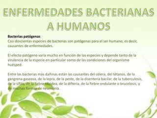 Bacterias patógenas
Casi doscientas especies de bacterias son patógenas para el ser humano; es decir,
causantes de enfermedades.
El efecto patógeno varía mucho en función de las especies y depende tanto de la
virulencia de la especie en particular como de las condiciones del organismo
huésped.
Entre las bacterias más dañinas están las causantes del cólera, del tétanos, de la
gangrena gaseosa, de la lepra, de la peste, de la disentería bacilar, de la tuberculosis,
de la sífilis, de la fiebre tifoidea, de la difteria, de la fiebre ondulante o brucelosis, y
de muchas formas de neumonía.
 