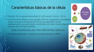Características básicas de la célula
• Tamaño: Por lo general varia entre 12 y 60 micras (1 micra = 10 m).
• La forma de la célula es muy variada; entre los organismos unicelulares
existen una gran diversidad de formas que dependen de las
adaptaciones a sus particulares condiciones de vida e incluso algunos
carecen de forma fija (amebas).
Esta constituida por tres elementos básicos:
-membrana plasmática, citoplasma ymaterial genético (ADN)
 