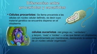 • Células procariotas: Se llama procariota a las
células sin núcleo celular definido, es decir cuyo
material genético se encuentra disperso en el
citoplasma.
células eucariotas :del griego eu,´´verdadero´´,
y karyon, ´nuez’ o ‘núcleo’ — a las que tienen un citoplasma,
compartimentado por membranas, destacando la existencia
de un núcleo celular organizado
 