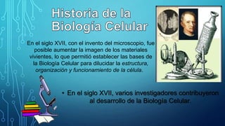 En el siglo XVII, con el invento del microscopio, fue
posible aumentar la imagen de los materiales
vivientes, lo que permitió establecer las bases de
la Biología Celular para dilucidar la estructura,
organización y funcionamiento de la célula.
• En el siglo XVII, varios investigadores contribuyeron
al desarrollo de la Biología Celular.
 