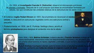 • El botánico inglés Robert Brown en 1831, fue el primero en reconocer el núcleo
celular, lo descubrió en estructuras vegetales como una estructura central y
pequeña.
• Posteriormente, en 1839, Jan E. Purkinje, fisiólogo checo, acuñó el
término protoplasma para designar el contenido vivo de la célula.
En 1824, el investigador francés H. Dutrochet, observó al microscopio porciones
de plantas y animales, después de lo cual propuso que éstas se encontraban formadas por
células, las que constituían las unidades básicas de la estructura de los seres vivos.
Entre 1838 y 1839, Mathias Schleiden, botánico alemán y Theodor Schwann zoólogo de la
misma nacionalidad, relacionaron todos los descubrimientos anteriores y los ampliaron con
sus propias observaciones en tejidos vegetales y animales, lo que los llevó elaborar la Teoría
Celular.
Rudolf Virchow, investigador alemán, aplicó la teoría celular al estudiar las células de tejidos
enfermos, aportando que todas las células se originan a partir de otras
 