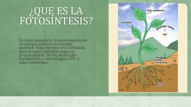 Exposicion biologia fotosintesis