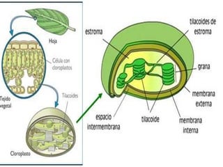Biologia-ecologia Delany
