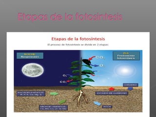 Biologia-ecologia Delany
