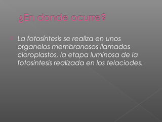 La fotosíntesis se realiza en unos
organelos membranosos llamados
cloroplastos, la etapa luminosa de la
fotosintesis realizada en los telaciodes.
 