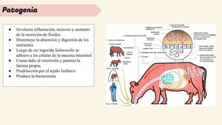 Patogenia
● Involucra inflamación, necrosis y aumento
de la secreción de fluidos.
● Disminuye la absorción y digestión de los
nutrientes
● Luego de ser ingerida Salmonella se
adhiere a las células de la mucosa intestinal
● Causa daño al enterocito y penetra la
lámina propia,
● Predilección por el tejido linfático
● Produce la bacteriemia
 