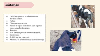 Síntomas
● La forma aguda es la más común en
bovinos adultos.
● Fiebre.
● Diarrea acuosa severa.
● Restos de tejido en la heces y en algunos
casos coágulos de sangre.
● Tenesmo
● Los terneros pueden desarrollar artritis.
● Septicémica
● deshidratación y toxemia
● Abortos y la producción de leche disminuye
 