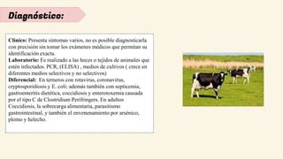 Diagnóstico:
Clínico: Presenta síntomas varios, no es posible diagnosticarla
con precisión sin tomar los exámenes médicos que permitan su
identificación exacta.
Laboratorio: Es realizado a las heces o tejidos de animales que
estén infectados. PCR, (ELISA) , medios de cultivos ( crece en
diferentes medios selectivos y no selectivos)
Diferencial: En terneros con rotavirus, coronavirus,
cryptosporidiosis y E. coli; además también con septicemia,
gastroenteritis dietética, coccidiosis y enterotoxemia causada
por el tipo C de Clostridium Perifringers. En adultos
Coccidiosis, la sobrecarga alimentaria, parasitismo
gastrointestinal, y también el envenenamiento por arsénico,
plomo y helecho.
 