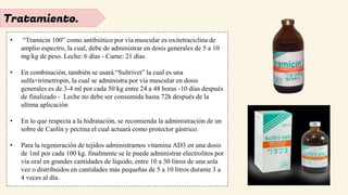 Tratamiento.
• “Tramicin 100” como antibiótico por vía muscular es oxitetraciclina de
amplio espectro, la cual, debe de administrar en dosis generales de 5 a 10
mg/kg de peso. Leche: 6 días - Carne: 21 días
• En combinación, también se usará “Sultrivet” la cual es una
sulfa+trimetropin, la cual se administra por vía muscular en dosis
generales es de 3-4 ml por cada 50 kg entre 24 a 48 horas -10 días después
de finalizado - Leche no debe ser consumida hasta 72h después de la
ultima aplicación
• En lo que respecta a la hidratación, se recomienda la administración de un
sobre de Caolín y pectina el cual actuará como protector gástrico.
• Para la regeneración de tejidos administramos vitamina AD3 en una dosis
de 1ml por cada 100 kg. finalmente se le puede administrar electrolitos por
vía oral en grandes cantidades de líquido, entre 10 a 30 litros de una sola
vez o distribuidos en cantidades más pequeñas de 5 a 10 litros durante 3 a
4 veces al día.
 