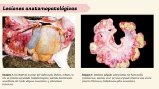 Lesiones anatomopatológicas
Imagen 3. Se observan lesiones por Salmonella Dublin, el bazo, in
situ se presenta agrandado (esplenomegalia) además decoloración
amarillenta del tejido adiposo mesentérico y subcutáneo
(ictericia).
Imagen 5. Intestino delgado con lesiones por Salmonella
typhimurium. además, en el yeyuno se puede observar una severa
enteritis fibrinosa y linfadenomegalia mesentérica.
 