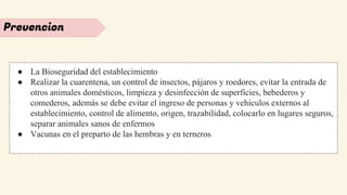 Prevencion
● La Bioseguridad del establecimiento
● Realizar la cuarentena, un control de insectos, pájaros y roedores, evitar la entrada de
otros animales domésticos, limpieza y desinfección de superficies, bebederos y
comederos, además se debe evitar el ingreso de personas y vehículos externos al
establecimiento, control de alimento, origen, trazabilidad, colocarlo en lugares seguros,
separar animales sanos de enfermos
● Vacunas en el preparto de las hembras y en terneros
 