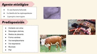 Predisposición
Agente etiológico
● Es una bacteria helicoide
● La familia de las espiroquetáceas
● Leptospira interrogans
● Contacto con orina
● Descargas uterinas,
● Restos de placenta
● Forma venérea
● Vía transplacentaria
● Vía respiratoria
● Mucosas
● Piel
 