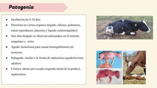 Patogenia
● Incubación de 4-10 días
● Disemina en ciertos órganos (hígado, riñones, pulmones,
tracto reproductor, placenta y líquido cefalorraquídeo)
● Seis días después se observan anticuerpos en el torrente
sanguíneo y orina
● Aguda: hemolisina para causar hemoglobinuria (en
terneros)
● Subaguda: similar a la forma de septicemia (aguda bovinos
adultos)
● Crónica: aborto provocado (segunda mitad de la preñez) ,
septicémica.
 