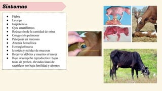 Sintomas
● Fiebre
● Letargo
● Inapetencia
● Ojos amarillentos
● Reducción de la cantidad de orina
● Congestión pulmonar
● Petequias en mucosas
● Anemia hemolítica
● Hemoglobinuria
● Ictericia y palidez de mucosas
● Becerros débiles y muertos al nacer
● Bajo desempeño reproductivo: bajas
tasas de preñez, elevadas tasas de
sacrificio por baja fertilidad y abortos
 
