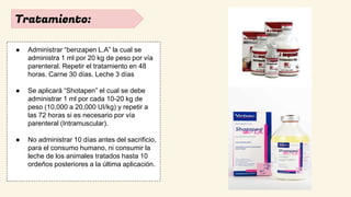 Tratamiento:
● Administrar “benzapen L.A” la cual se
administra 1 ml por 20 kg de peso por vía
parenteral. Repetir el tratamiento en 48
horas. Carne 30 días. Leche 3 días
● Se aplicará “Shotapen” el cual se debe
administrar 1 ml por cada 10-20 kg de
peso (10,000 a 20,000 UI/kg) y repetir a
las 72 horas si es necesario por vía
parenteral (Intramuscular).
● No administrar 10 días antes del sacrificio,
para el consumo humano, ni consumir la
leche de los animales tratados hasta 10
ordeños posteriores a la última aplicación.
 