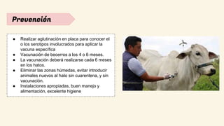 Prevención
● Realizar aglutinación en placa para conocer el
o los serotipos involucrados para aplicar la
vacuna específica
● Vacunación de becerros a los 4 o 6 meses.
● La vacunación deberá realizarse cada 6 meses
en los hatos.
● Eliminar las zonas húmedas, evitar introducir
animales nuevos al hato sin cuarentena, y sin
vacunación.
● Instalaciones apropiadas, buen manejo y
alimentación, excelente higiene
 
