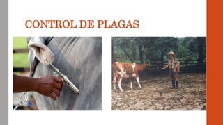 CONTROL DE PLAGAS
 
