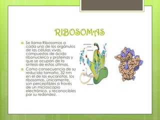 RIBOSOMAS




Se llama Ribosomas a
cada uno de los orgánulos
de las células vivas,
compuestos de ácido
ribonucleico y proteínas y
que se ocupan de la
síntesis de estas últimas.
Como consecuencia de su
reducido tamaño, 32 nm
en el de las eucariotas, los
ribosomas, únicamente,
son perceptibles a través
de un microscopio
electrónico, y reconocibles
por su redondez.

 