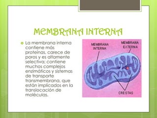 MEMBRANA INTERNA


La membrana interna
contiene más
proteínas, carece de
poros y es altamente
selectiva; contiene
muchos complejos
enzimáticos y sistemas
de transporte
transmembrana, que
están implicados en la
translocación de
moléculas.

 