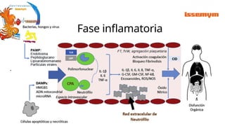 .
Fase inflamatoria
 