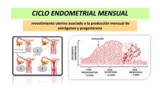 CICLO ENDOMETRIAL MENSUAL
revestimiento uterino asociado a la producción mensual de
estrógenos y progesterona
1
2 3
 