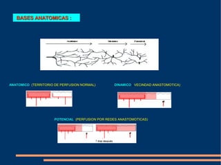 BASES ANATOMICAS :




ANATOMICO (TERRITORIO DE PERFUSION NORMAL)        DINAMICO ( VECINDAD ANASTOMOTICA)




                      POTENCIAL (PERFUSION POR REDES ANASTOMOTICAS)
 