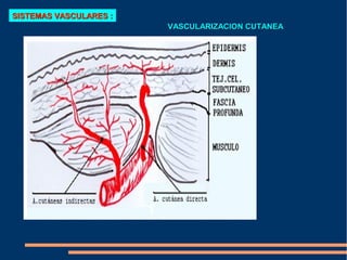 SISTEMAS VASCULARES :
                        VASCULARIZACION CUTANEA
 
