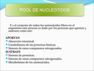 POOL DE NUCLEOTIDOS


   E s el conjunto de todos los aminoácidos libres en el
  organismo este proceso es dado por los procesos que aportan y
  sustraen como son:

APORTAN
Absorción intestinal.
Catabolismos de las proteínas histicas.
Síntesis de estos compuestos nitrogenados.
SUSTRAEN
Síntesis de proteínas.
Síntesis de otros compuestos nitrogenados.
Metabolismo de los aminoácidos.
 