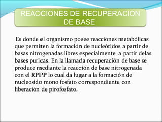 REACCIONES DE RECUPERACION
           DE BASE

 Es donde el organismo posee reacciones metabólicas
que permiten la formación de nucleótidos a partir de
basas nitrogenadas libres especialmente a partir delas
bases puricas. En la llamada recuperación de base se
produce mediante la reacción de base nitrogenada
con el RPPP lo cual da lugar a la formación de
nucleosido mono fosfato correspondiente con
liberación de pirofosfato.
 
