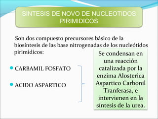 SINTESIS DE NOVO DE NUCLEOTIDOS
               PIRIMIDICOS

 Son dos compuesto precursores básico de la
 biosíntesis de las base nitrogenadas de los nucleótidos
 pirimidicos:                       Se condensan en
                                     una reacción
CARBAMIL FOSFATO                  catalizada por la
                                  enzima Alosterica
ACIDO ASPARTICO                  Aspartico Carbonil
                                     Tranferasa, e
                                   intervienen en la
                                  síntesis de la urea.
 