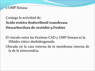 2 UMP Sintasa

Conjuga la actividad de:
Ácido erótico fosforribosil transferasa
Descarboxilasa de orotidín-5.Fosfato

El vínculo entre las Enzimas CAD y UMP Sintasa es la
  Dihidro rótico deshidrogenada.
Ubicada en la cara externa de la membrana interna de
  la de la mitocondria.
 