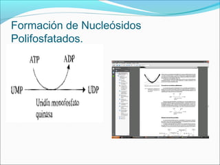 Formación de Nucleósidos
Polifosfatados.
 