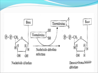 Sintesis de Desoxirribonucleótidos.
 