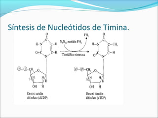 Síntesis de Nucleótidos de Timina.
 