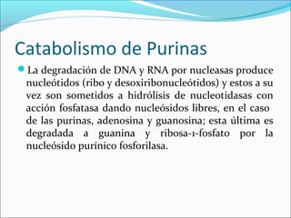 Catabolismo de Purinas
La degradación de DNA y RNA por nucleasas produce
 nucleótidos (ribo y desoxiribonucleótidos) y estos a su
 vez son sometidos a hidrólisis de nucleotidasas con
 acción fosfatasa dando nucleósidos libres, en el caso
 de las purinas, adenosina y guanosina; esta última es
 degradada a guanina y ribosa-1-fosfato por la
 nucleósido purínico fosforilasa.
 