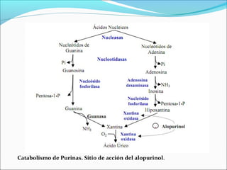 Catabolismo de Purinas. Sitio de acción del alopurinol.
 