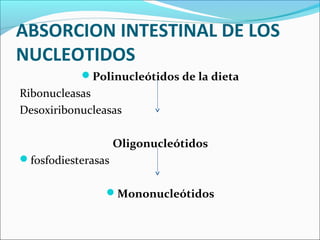 ABSORCION INTESTINAL DE LOS
NUCLEOTIDOS
           Polinucleótidos de la dieta
Ribonucleasas 
Desoxiribonucleasas

                    Oligonucleótidos
fosfodiesterasas


                Mononucleótidos
 