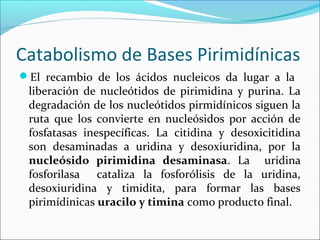 Catabolismo de Bases Pirimidínicas
El recambio de los ácidos nucleicos da lugar a la
 liberación de nucleótidos de pirimidina y purina. La
 degradación de los nucleótidos pirmidínicos siguen la
 ruta que los convierte en nucleósidos por acción de
 fosfatasas inespecíficas. La citidina y desoxicitidina
 son desaminadas a uridina y desoxiuridina, por la
 nucleósido pirimidina desaminasa. La uridina
 fosforilasa cataliza la fosforólisis de la uridina,
 desoxiuridina y timidita, para formar las bases
 pirimídinicas uracilo y timina como producto final.
 