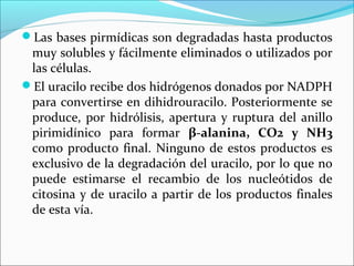 Las bases pirmídicas son degradadas hasta productos
 muy solubles y fácilmente eliminados o utilizados por
 las células.
El uracilo recibe dos hidrógenos donados por NADPH
 para convertirse en dihidrouracilo. Posteriormente se
 produce, por hidrólisis, apertura y ruptura del anillo
 pirimidínico para formar β-alanina, CO2 y NH3
 como producto final. Ninguno de estos productos es
 exclusivo de la degradación del uracilo, por lo que no
 puede estimarse el recambio de los nucleótidos de
 citosina y de uracilo a partir de los productos finales
 de esta vía.
 