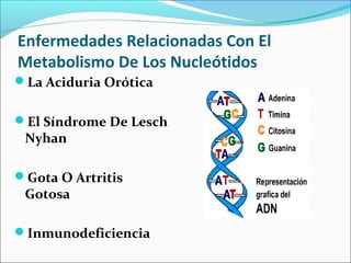 Enfermedades Relacionadas Con El
Metabolismo De Los Nucleótidos
La Aciduria Orótica


El Síndrome De Lesch
 Nyhan

Gota O Artritis
 Gotosa

Inmunodeficiencia
 
