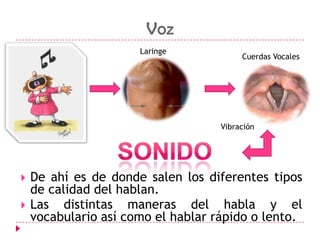 VozLaringeCuerdas Vocales VibraciónSonidoDe ahí es de donde salen los diferentes tipos de calidad del hablan.Las distintas maneras del habla y el vocabulario así como el hablar rápido o lento.