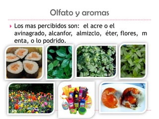 Olfato y aromas Los mas percibidos son:  el acre o el avinagrado, alcanfor,  almizclo,  éter, flores,  menta, o lo podrido.