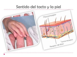 Sentido del tacto y la piel