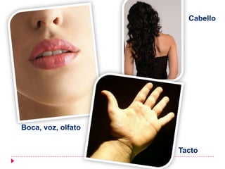 CabelloBoca, voz, olfatoTacto