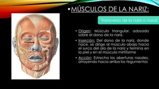 •MÚSCULOS DE LA NARIZ:
• Origen: Músculo triangular, adosado
sobre el dorso de la nariz.
• Inserción: Del dorso de la nariz, donde
nace, se dirige al músculo abajo hacia
el surco del ala de la nariz y termina en
la piel y en el músculo mirtiforme
• Acción: Estrecha las aberturas nasales,
atrayendo hacia arriba los tegumentos
Transverso de la nariz o nasal:
 